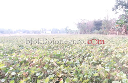 Petani Keluhkan Hama Tikus, Disperta Klaim Tak Ada Laporan